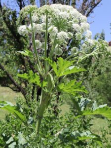 TAVŞANCIL OTU (HERACLEUM sp