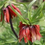 TERS LALE-AĞLAYAN GELİN-FRITILLARIA IMPERIALIS