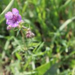 TURNA GAGASI-GERANIUM TUBEROSUMI-.CENNET YAYLASI