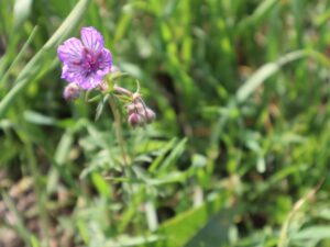 TURNA GAGASI-GERANIUM TUBEROSUMI-.CENNET YAYLASI