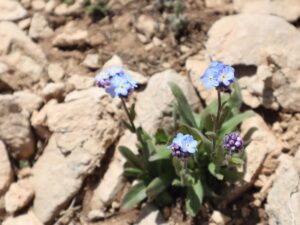 UNUTMA BENİ (MYOSATIS sp.)