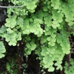 VENÜS SAÇI-ADIANTUM CAPILLUS-VENERIS