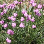 YABANİ KARANFİL-DIANTHUS sp