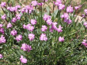 YABANİ KARANFİL-DIANTHUS sp