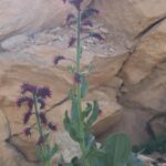 YAYLA TÜTÜNÜ (SOLENANTHUS STAMINEUS)