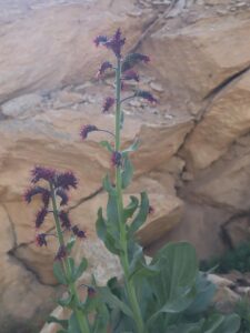 YAYLA TÜTÜNÜ (SOLENANTHUS STAMINEUS)